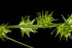 Bur-reed sedge